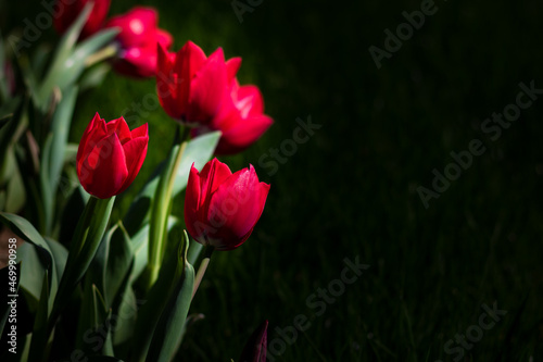 Red tulips. Red tulips isolated on black background with copy space