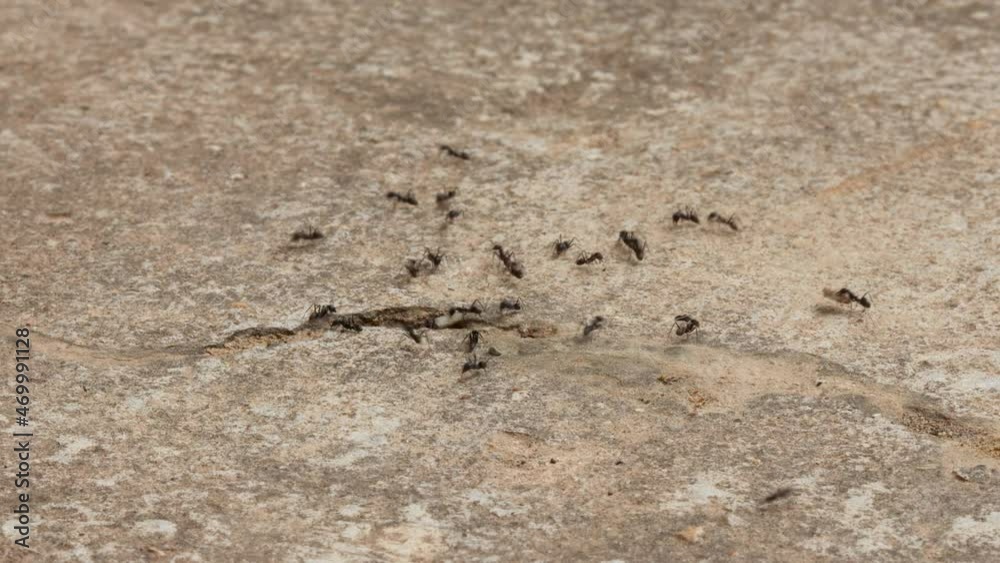 Swarm black ants walking on the concrete floor. The ants walk around looking food for to bring back to storage in the nest. Swarm black ants walking on the concrete floor. The ants walk around looking food for to bring back to storage in the nest.