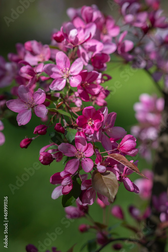 Spring flowering tree.