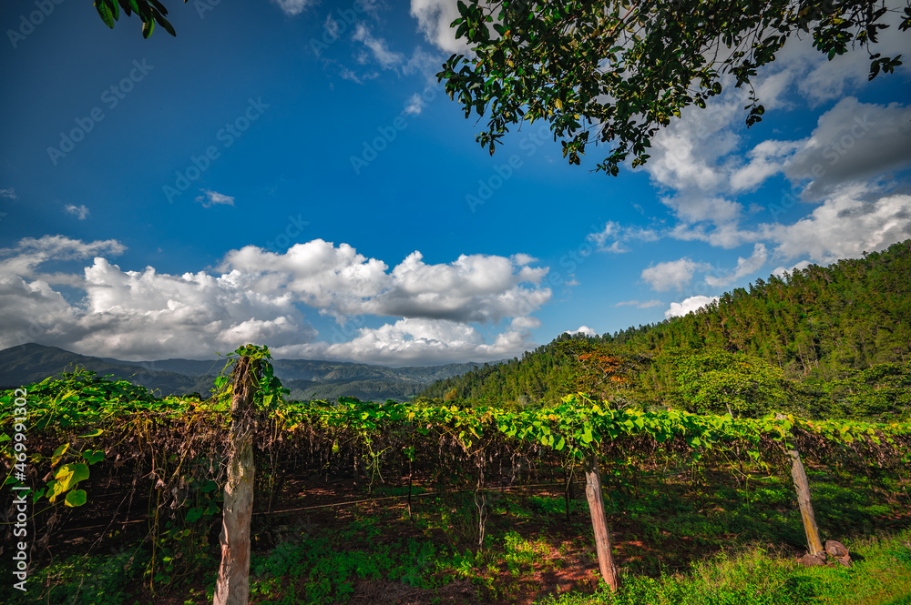 Obraz premium Photography Chayote plantation or Mexican cucumber. Vegetable farm.