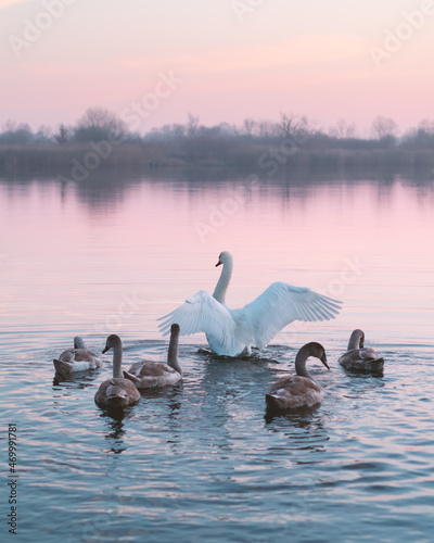 Fototapeta Naklejka Na Ścianę i Meble -  Swans family swims in the water in sunrise time. White swan with open wings and little chicks in pink river water on morning time. Animal photography