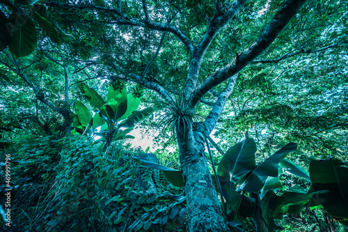 Fantastic tree. Fabulous view of tree crown from below.