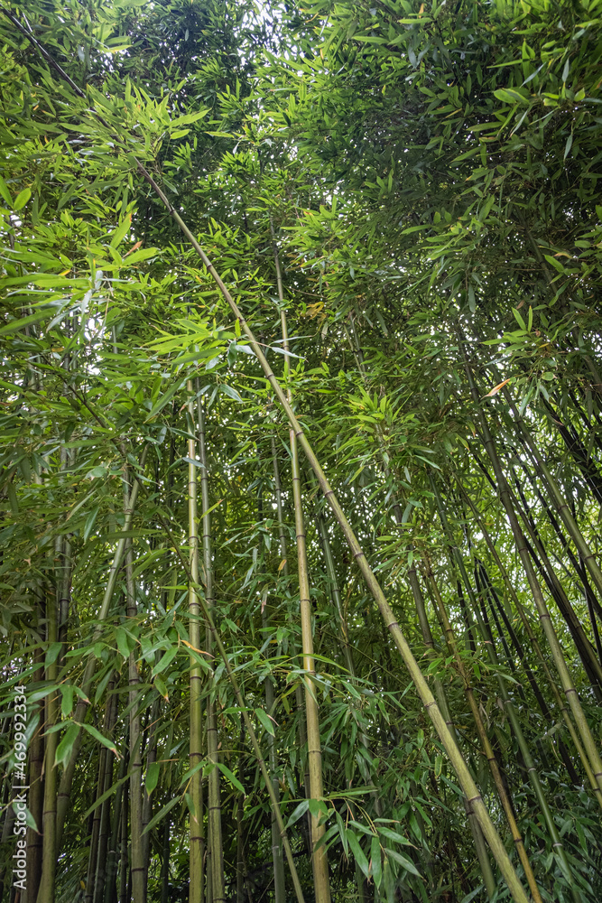 Forêt de bambou Forêt de bambou