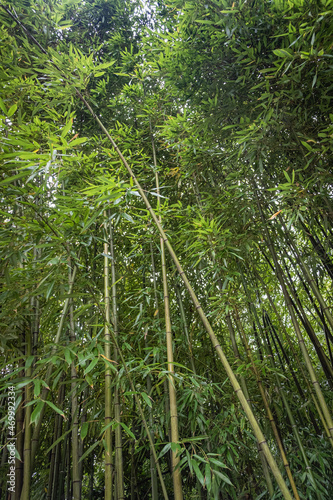 Forêt de bambou 