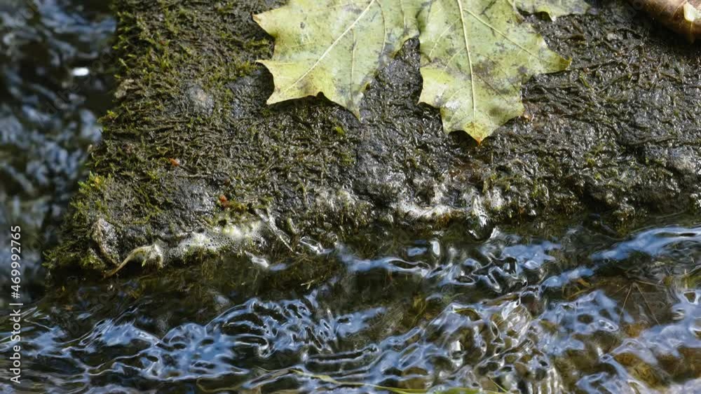 The closer look of the maple leaf on the rocks in the forest river in Estonia The closer look of the maple leaf on the rocks in the forest river in Estonia