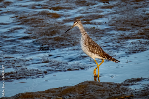 Obraz na płótnie Greater Yellow Legs (Tringa melanoleuca) foraging for breakfast at low tide in the late summer morning sun. w salonie