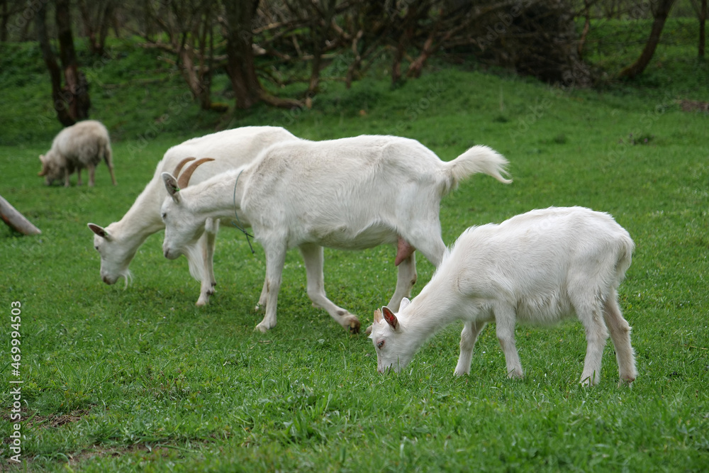 Fototapeta premium White goats on the meadow