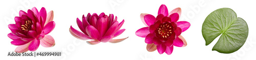 Pink water lily flower isolated on white background. Purple lotus set closeup.