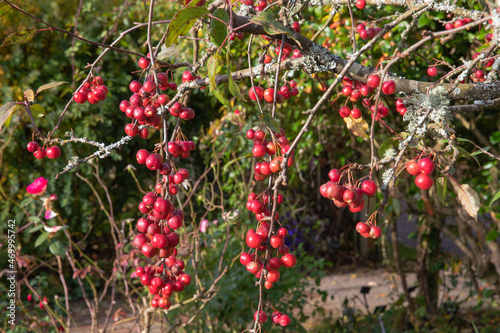 Branches bearing the fruit of the malus x robusta, the red sentinel crab apple  tree