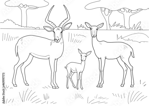 Family of antelopes. Male, female, cub. Coloring book with background