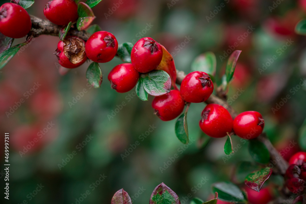Fototapeta premium A closeup shot of cotoneaster horizontalis plant