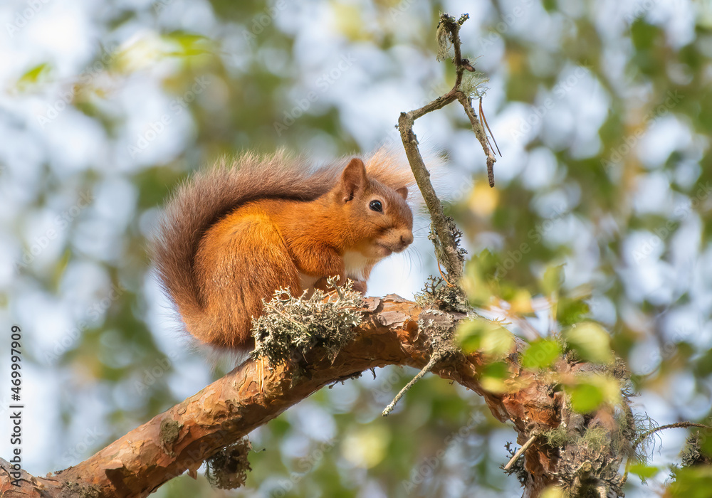 Cute Eurasian red squirrel (Sciurus vulgaris) sitting in a tree in the Cairngorms National Park, Scottish highlands