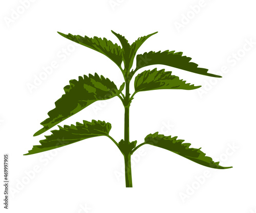 nettle (Urtica) isolated on white background