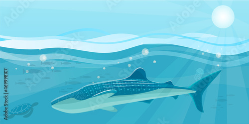Underwater landscape with large predatory marine fish. Whale swimming in ocean, bottom of sea. Humpback whale and marine life in salty sea water. Aquatic world, ocean floor with algae and corals