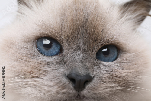 Birman cat with beautiful blue eyes, closeup