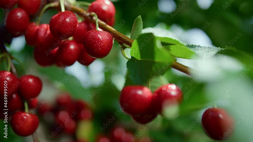 Sour red fruit branch ripening garden tree closeup. Seasonal vitamin concept. Sour red fruit branch ripening garden tree closeup. Seasonal vitamin concept.
