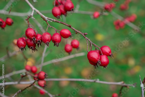 Beautiful photo of ripe rose hips on a green bush