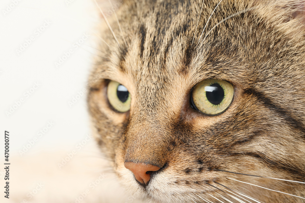 Closeup view of tabby cat with beautiful eyes on light background