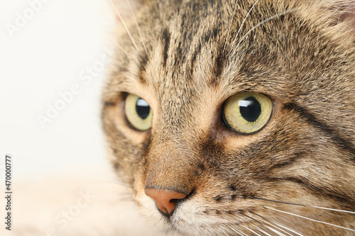 Closeup view of tabby cat with beautiful eyes on light background