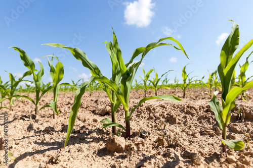 green young corn on an agricultural field in the spring season