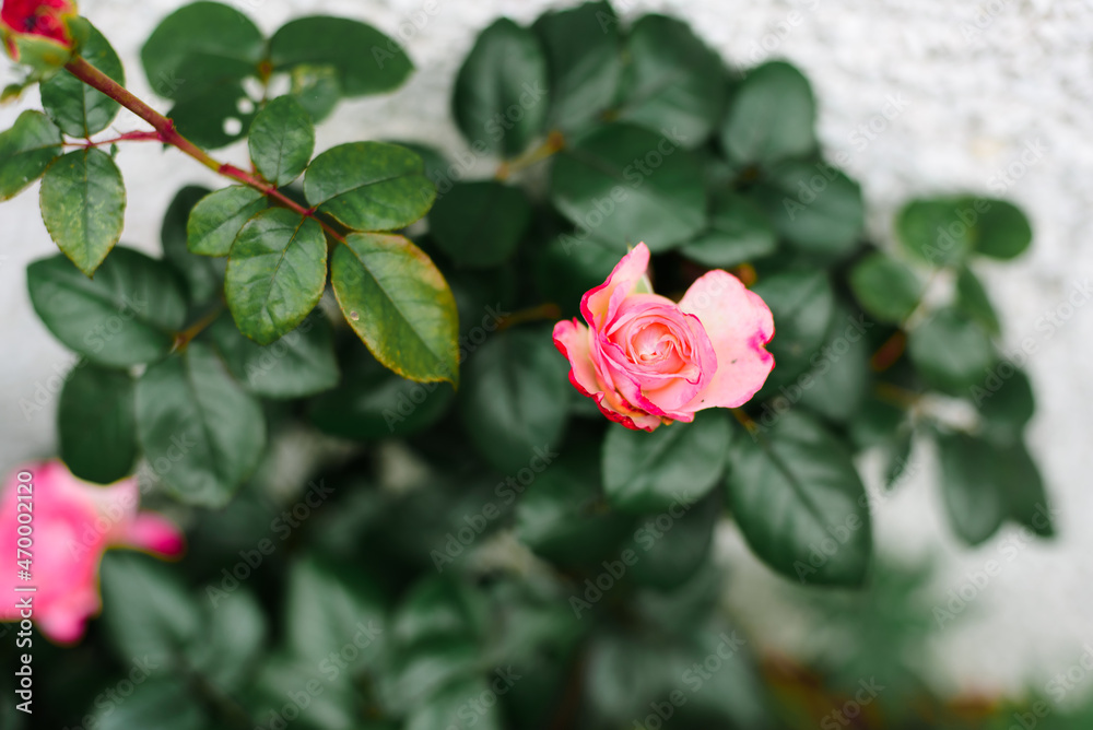 Single Pinkish Red rose with green background and a single branch of leaf. Shallow focus. Single Pinkish Red rose with green background and a single branch of leaf. Shallow focus.