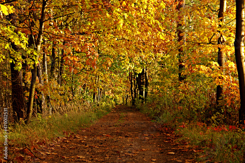 Droga w jesiennym lesie w słoneczny, jesienny dzień.