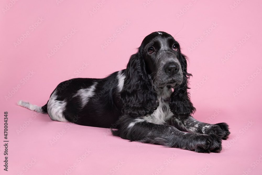 Full body portrait of a cute English cocker spaniel sitting looking at the camera isolated on a pink background Full body portrait of a cute English cocker spaniel sitting looking at the camera isolated on a pink background