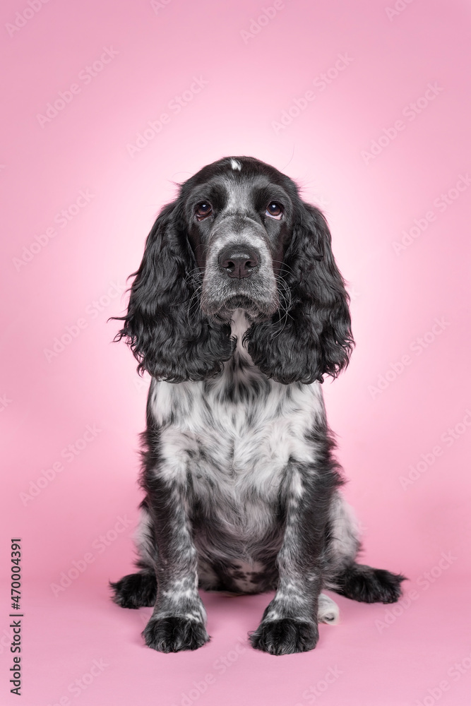 Full body portrait of a cute English cocker spaniel sitting looking at the camera isolated on a pink background