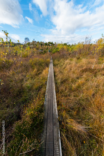 Narrow boardwalk across a bog at fall.