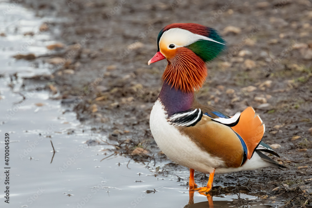Close up of exotic Mandarin Duck standing at waters edge Close up of exotic Mandarin Duck standing at waters edge