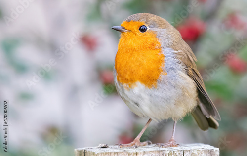 Obraz na płótnie Cute European robin, or robin redbreast, (Erithacus rubecula) perches on a post,