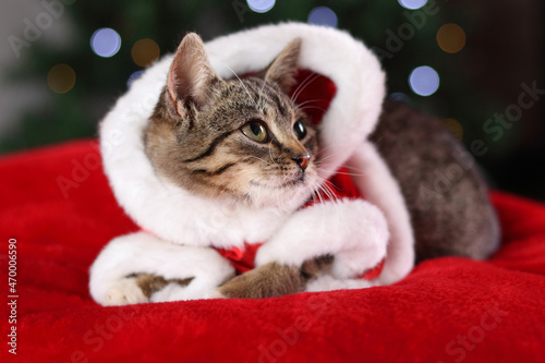 Beautiful little gray cat lies and rests .Pets. Cute beautiful little cat in Santa Claus costume. Little kitten and Christmas bokeh. Pet care. New Year. Christmas concept. Empty space for text. Tabby