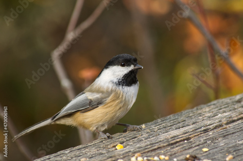 A Black-capped Chickadee checking out Bird Seed