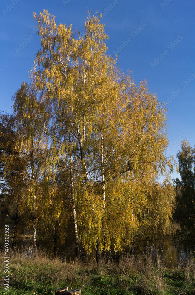 Beautiful birch with yellow leaves on a sunny October day.