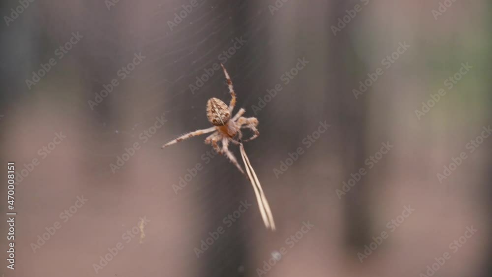 Spider. The spider weaves a web. Close-up. Spider. The spider weaves a web. Close-up.