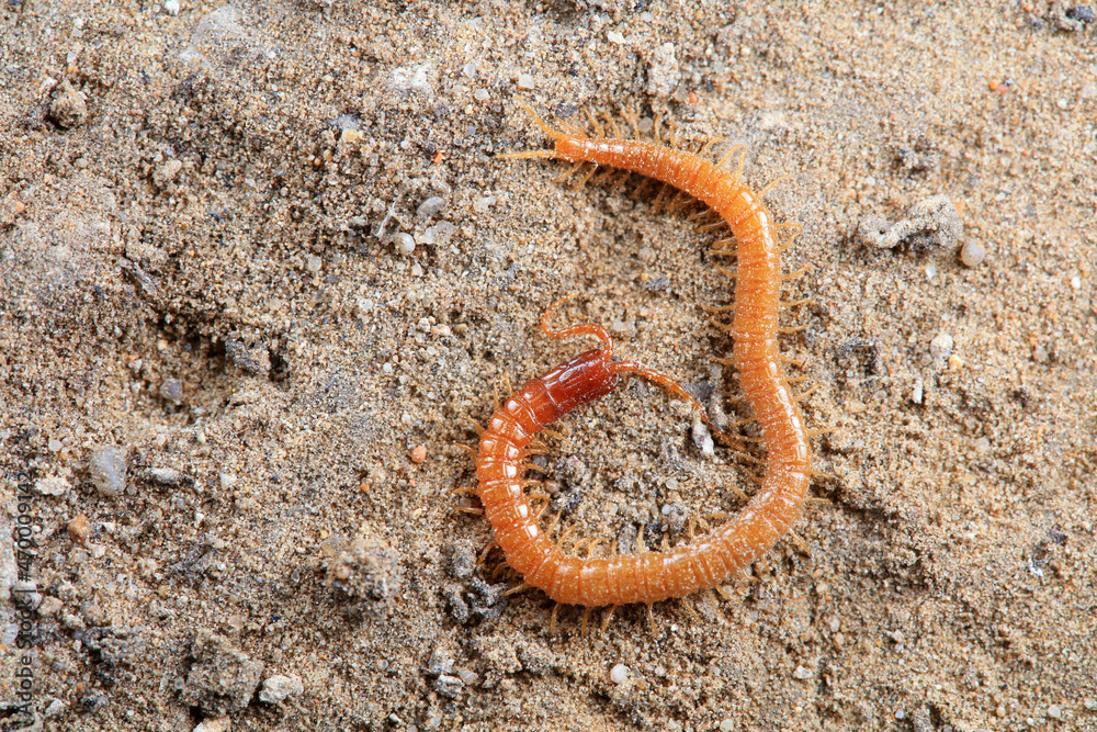 Centipede crawls on the ground, North China Centipede crawls on the ground, North China