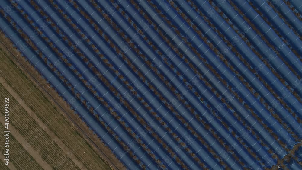 Farmers grow ginger in fields, aerial photo, China Farmers grow ginger in fields, aerial photo, China