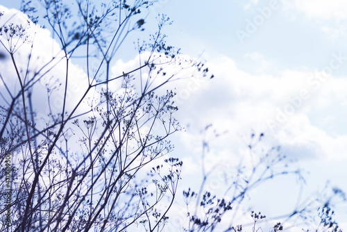 Silhouettes of dry autumn grass against a blue sky with clouds  soft selective focus. Plant background