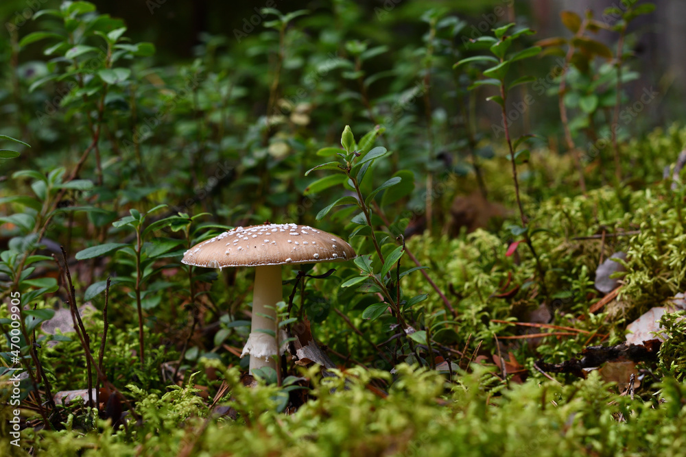 Beautiful slender beige-brown fly agaric Pantherina on a sunny evening in late summer on green forest moss in a refreshing lingonberry shrub. Beautiful slender beige-brown fly agaric Pantherina on a sunny evening in late summer on green forest moss in a refreshing lingonberry shrub.
