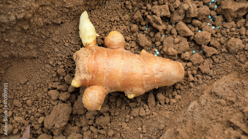 Germinated ginger in the soil, in a plantation, North China photo