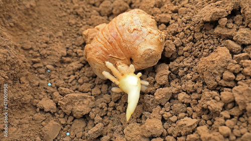 Germinated ginger in the soil, in a plantation, North China photo