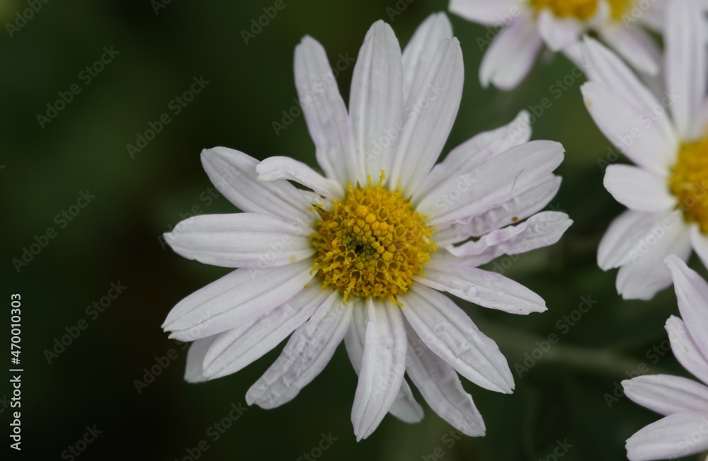 daisy daisy