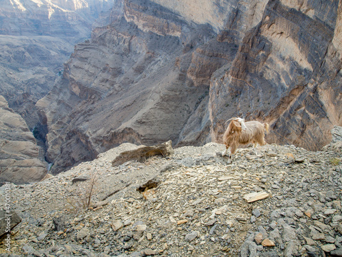 Close up view to the wild goat in the Middle East of Oman mountains.
