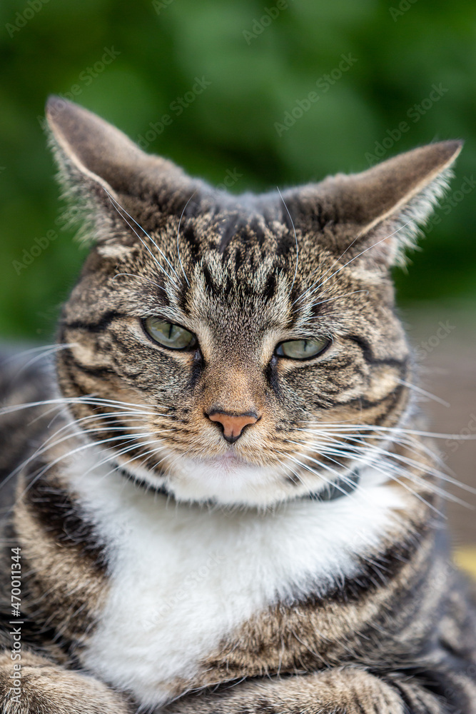 A close up photograph of a tabby cat