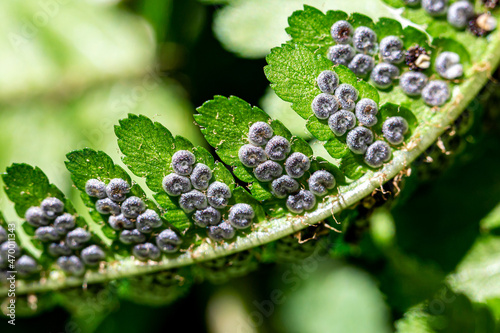 Tableau sur toile A Close Up of Sporangia on a Fern Leaf