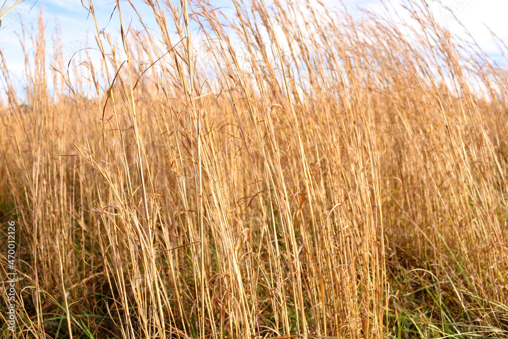 Autumn grasses in a sunny field