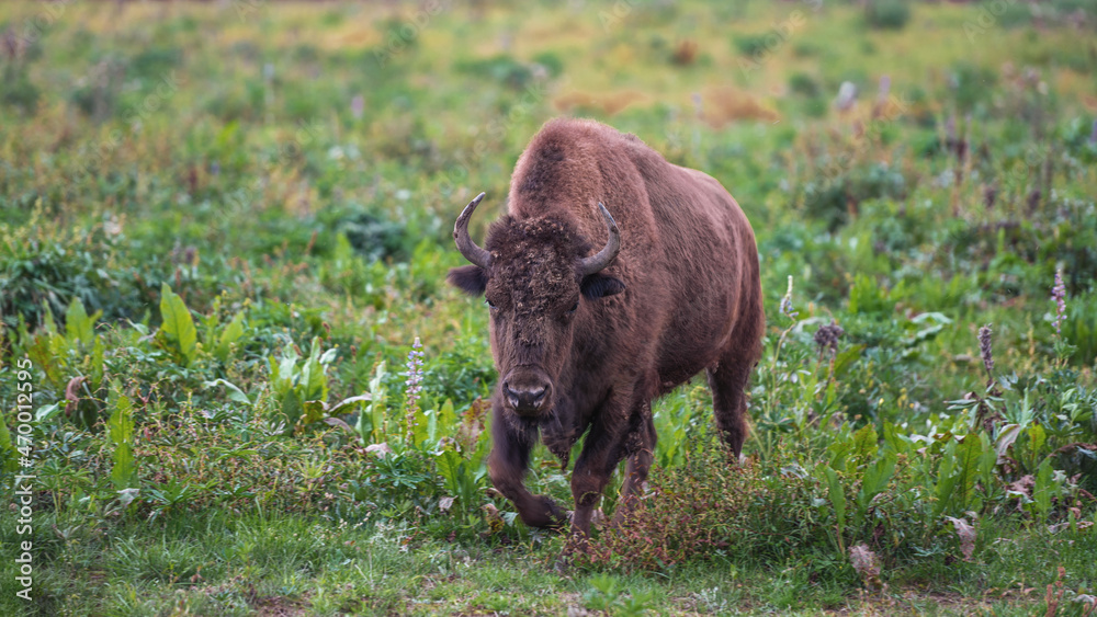 Fototapeta premium The European bison walks in the reserve in the open air.
