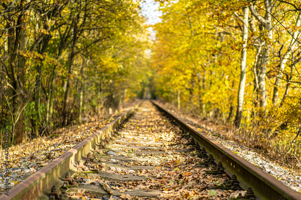 Obraz premium Railway between yellowed trees with falling leaves in autumn.