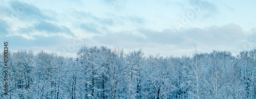 View of winter forest. Trees in snow after snowstorm. Beginning of winter season. © Galina Atroshchenko