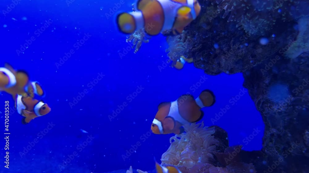 Ein Blick ins Aquarium unter Wasser mit Fischen